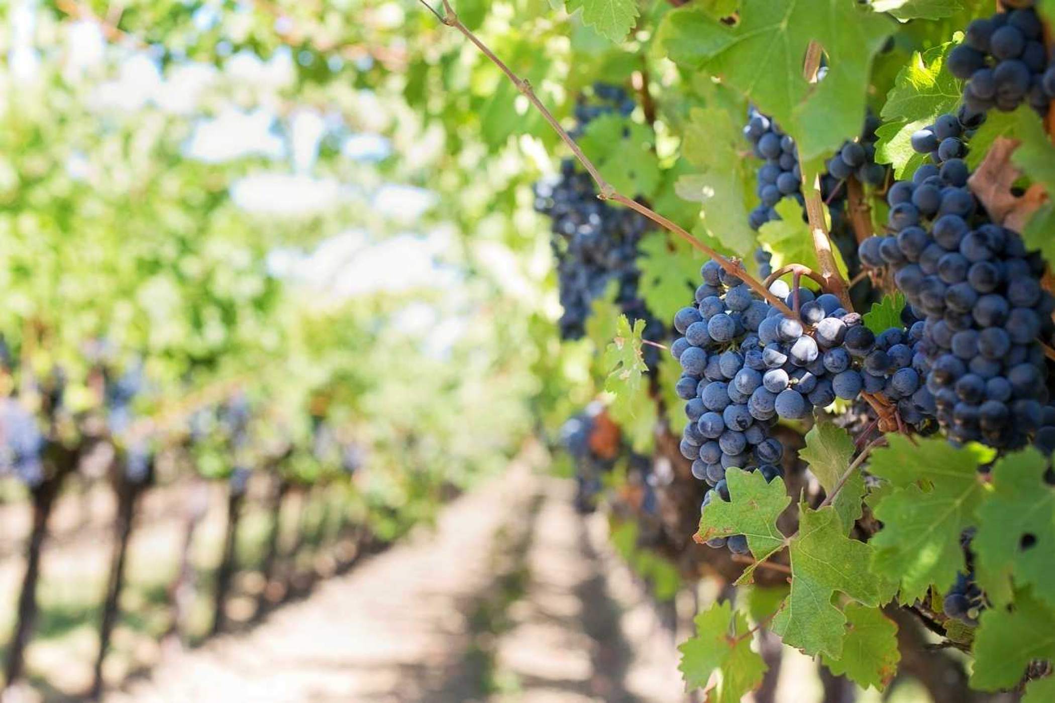 purple-grapes-553462-1920.jpg -